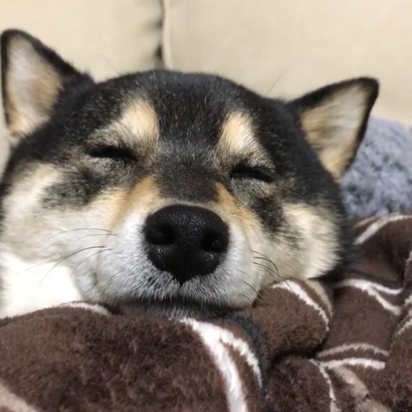 柴的愛好者