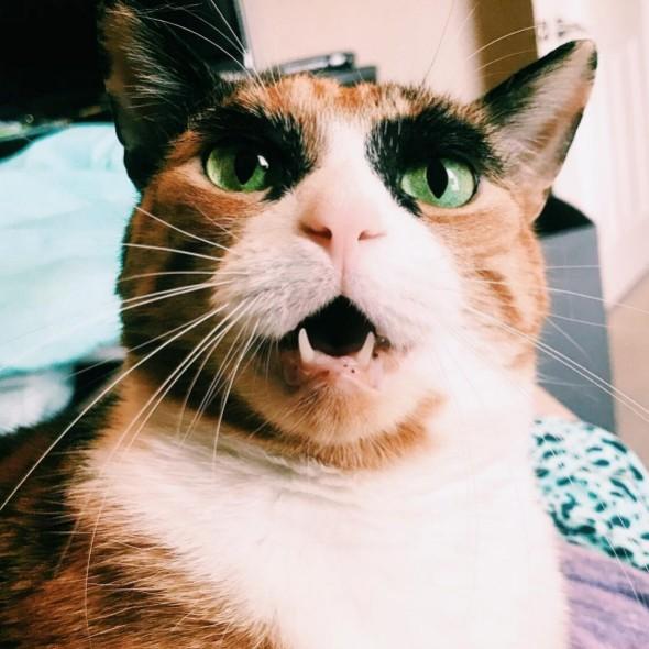 兩津 the cat