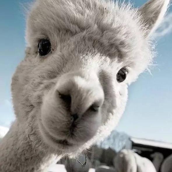 你也喜歡羊駝嗎