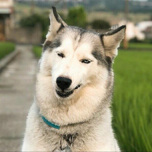 只想耍憨