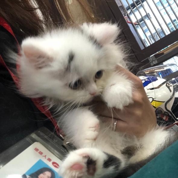 沾醬寶寶🐱