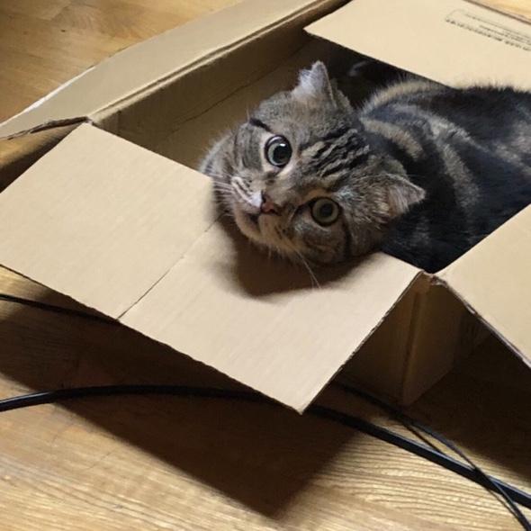 阿姆斯特朗巨砲👩🏻‍🚀